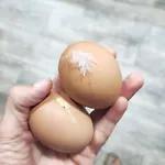 Guara Viva *